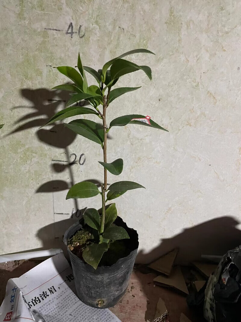 梦三十 茶花 粉色系花卉 稀有品种室内外庭院观花观叶绿植盆栽 2年苗