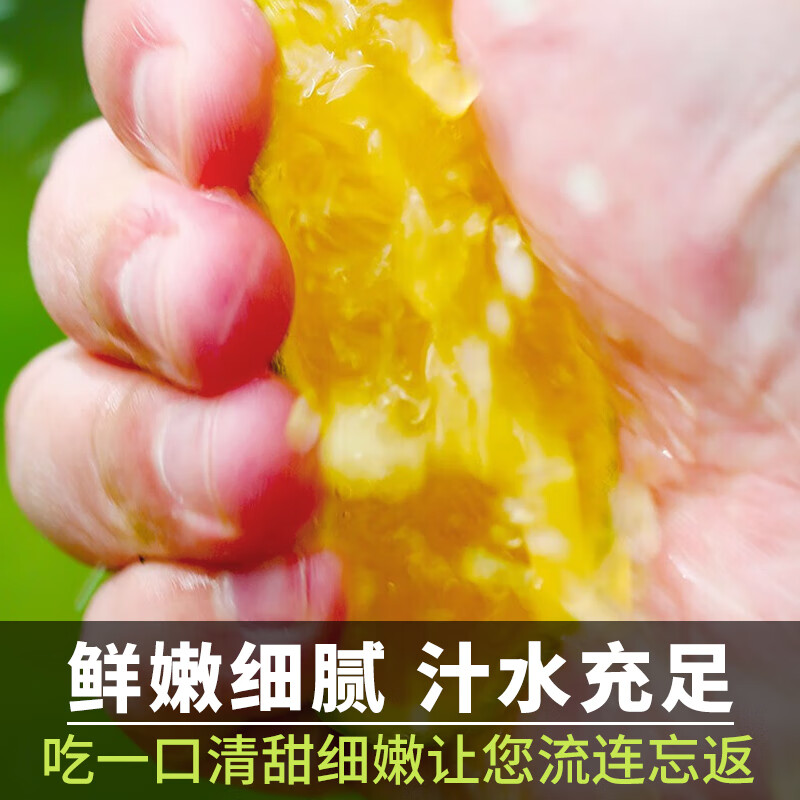 裕琼冰糖橙正宗云南哀牢山甜橙柑橘脐橙新鲜橙子水果应当季送礼 5斤尝鲜果【单果60-70mm】净重4.5斤