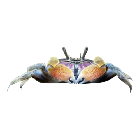 ��Ԧ���� ����з����з ����з ��ˮ���� �ݸ׿���ˮ��ֳ ��צ8ֻ+��צ8ֻ ����14ֻ 2.77Ԫ