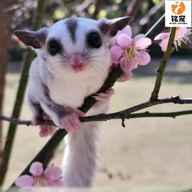 铭宠(mc)网红蜜袋鼯鼠小飞鼠口袋宠物活体随身蜜袋鼠幼崽活物宝宝小蜜