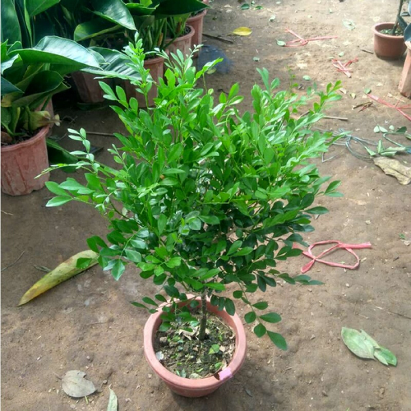 大苗庭院浓香花卉树苗植物盆景开花植物 九里香(千里香)花苗40-50厘米