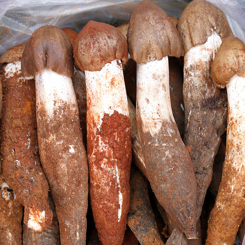 宜享健康鸡枞菌新鲜荔枝菌云南特产鸡腿菇火把鸡棕山珍非黑皮鸡枞磨菇