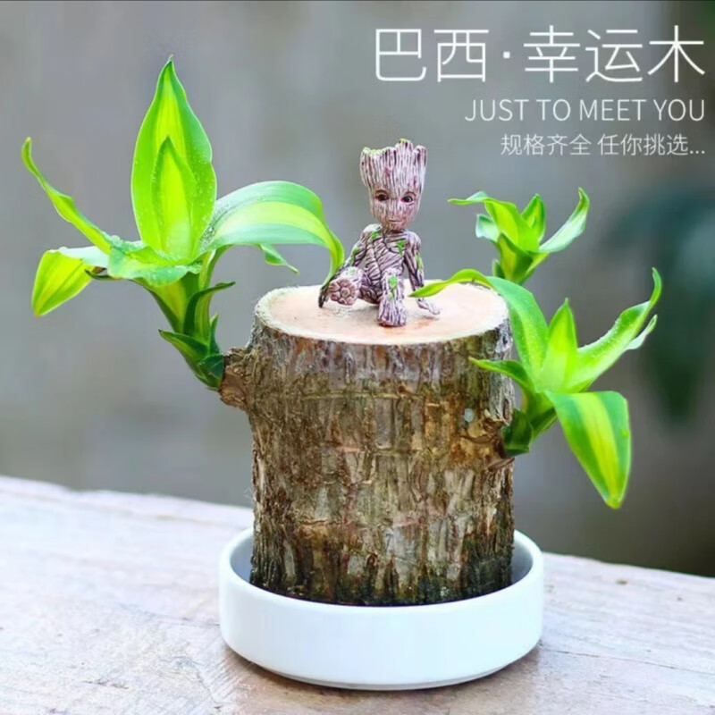 幸运木水培植物寓意好运遇水就活办公 巴西木 托托盘 营养液 格鲁特