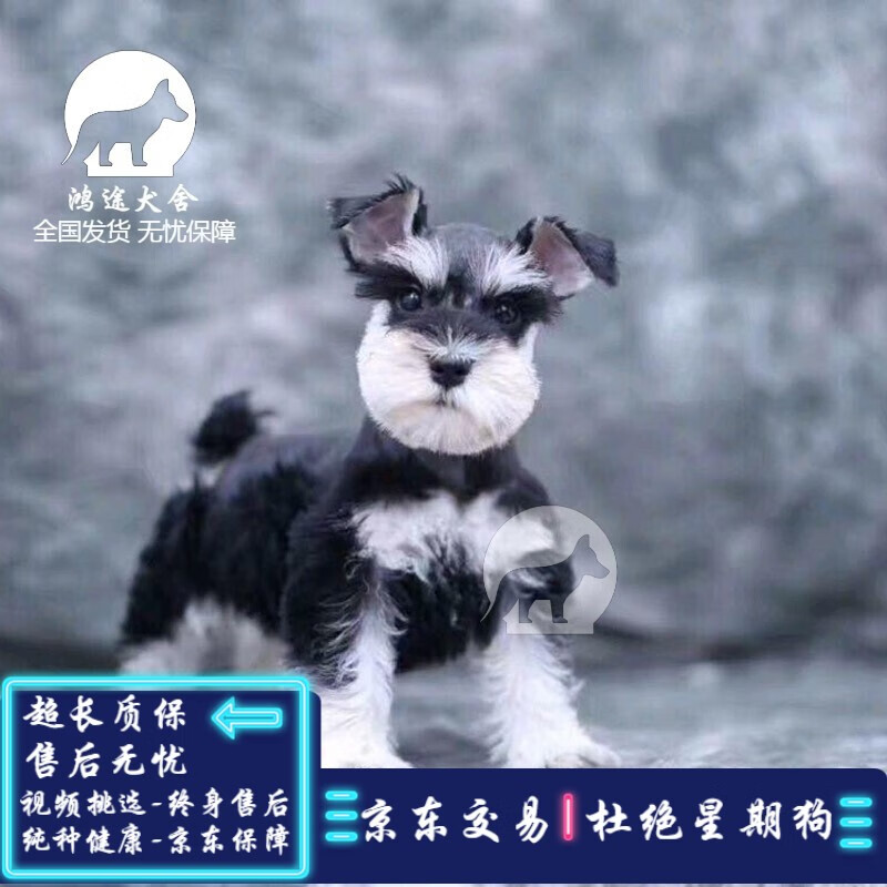 采缇(caiti)雪纳瑞幼犬活体宠物狗狗活体雪纳瑞迷你椒盐色黑色白色