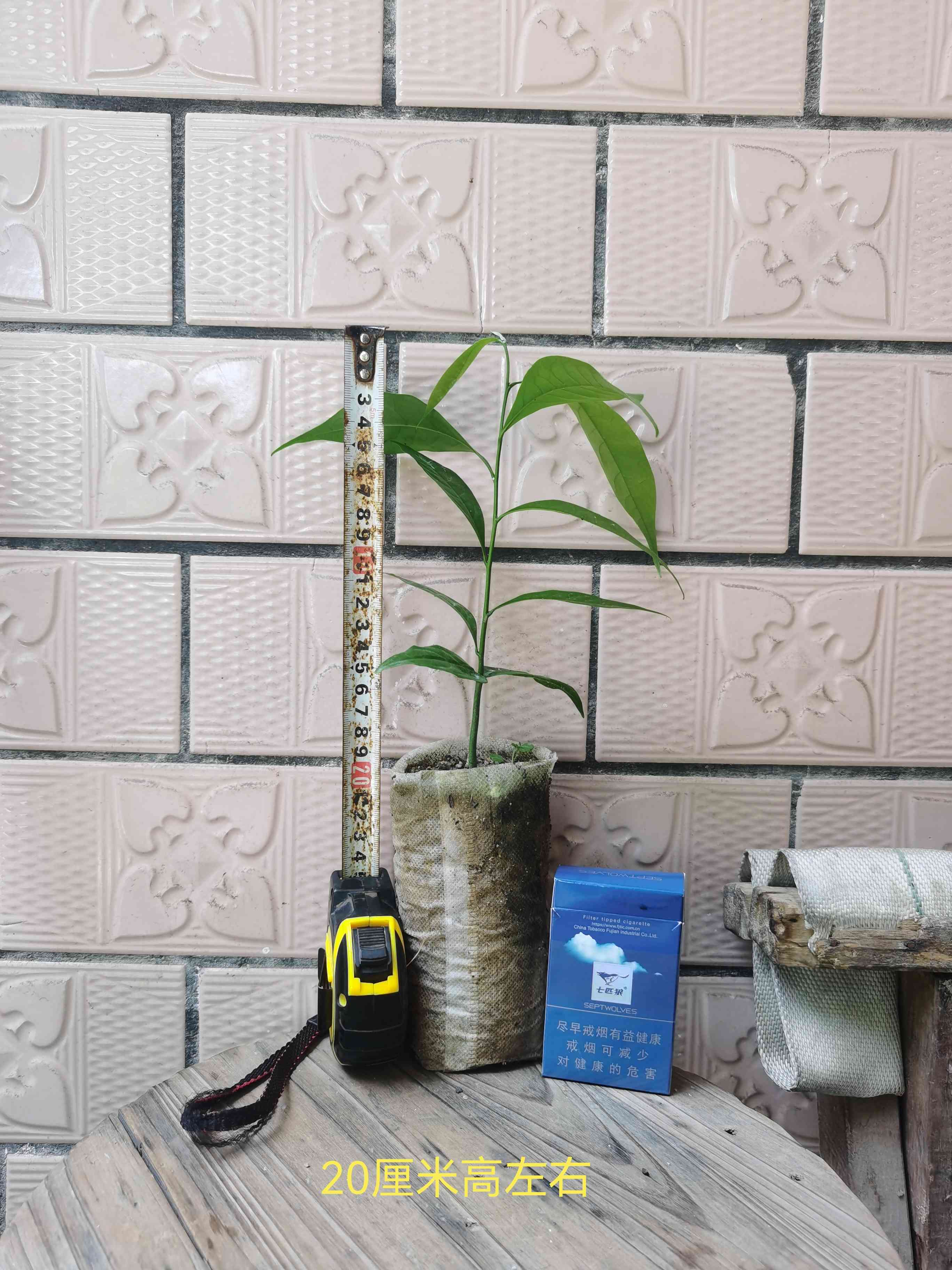 鹰爪花真鹰爪花苗芳香植物依兰同科绿植盆栽花期长花型优美易种植 20