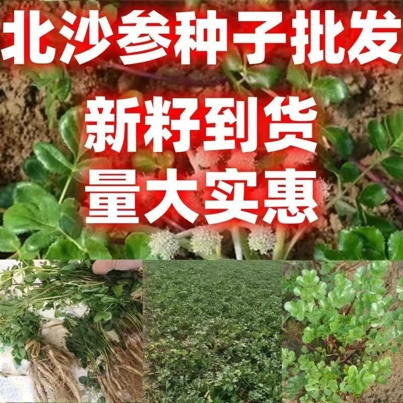 绿林花语北沙参种子中药材四季可种北沙参药材庭院阳台大田四季种药材