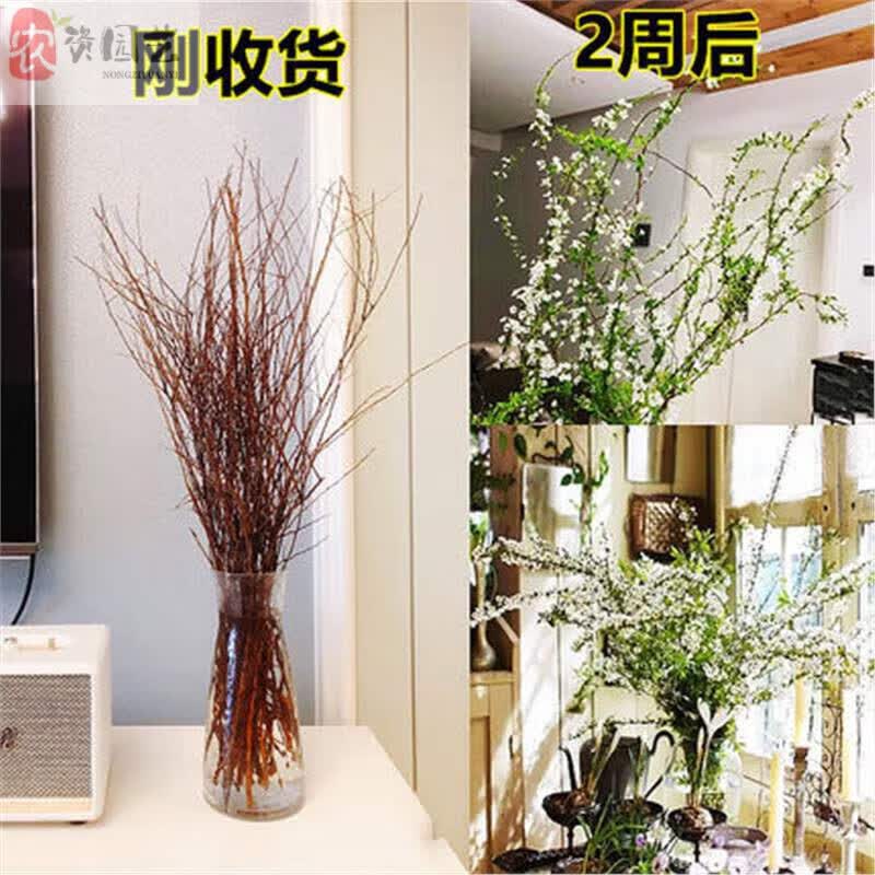 重瓣雪柳鲜枝干枝盆栽水养水培室内花卉好养活泡水生根龙柳好开花 雪柳60厘米1支装 不含盆