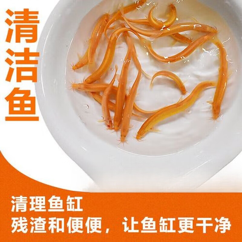 黄金泥鳅观赏鱼清道夫垃圾鱼金龙冷水耐活好养观赏泥鳅发财风水鱼 5