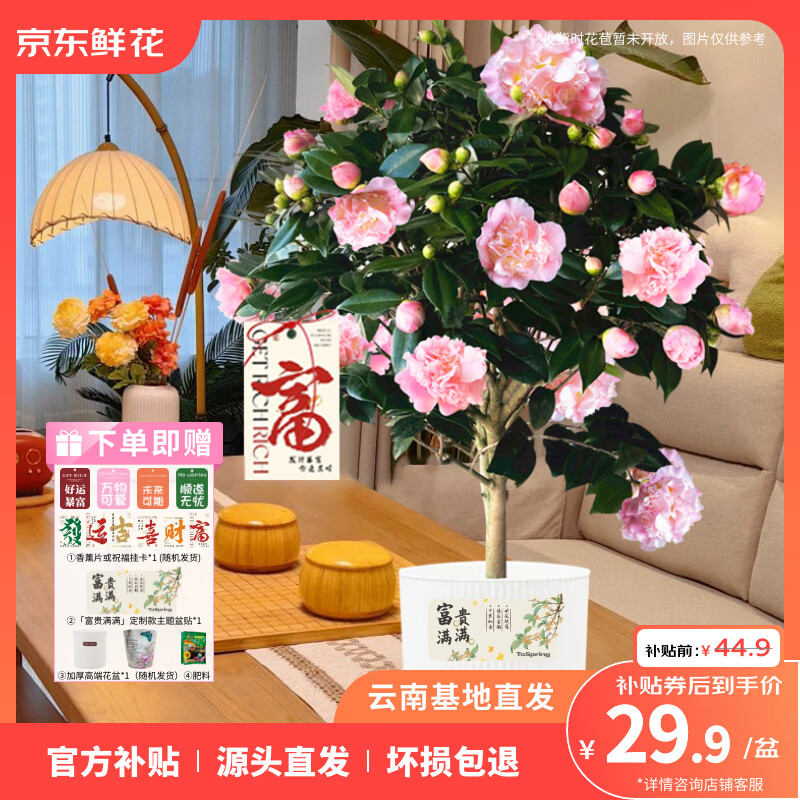 京东鲜花四季山茶花苗花卉好养茶花树苗盆栽耐寒植物节日礼物源头直发