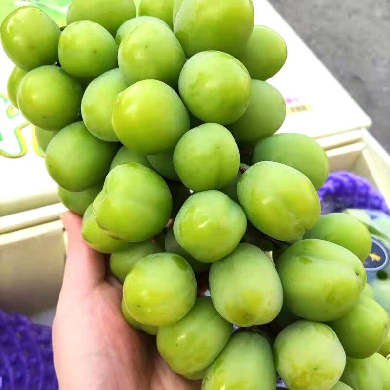 美月鲜晴王葡萄水果生鲜提子 礼盒装15-20g整串900g【冈山真晴王】