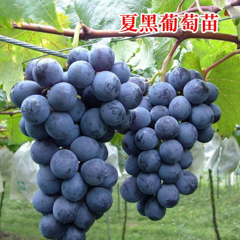 葡萄盆栽 庭院爬藤果树苗盆栽地栽葡萄苗苗当年结果南方北方种植 富士