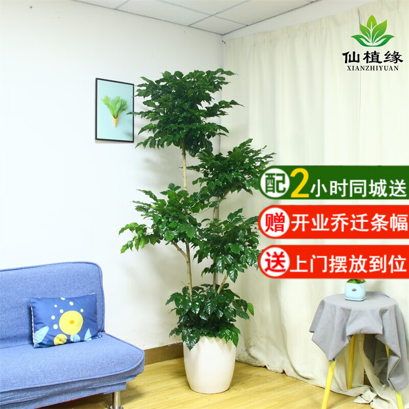 仙植緣【同城】幸福樹(shù)綠寶客廳大盆栽室內(nèi)植物大顆凈化空氣綠植 五層綠寶幸福樹(shù)（白瓷盆）約1.6m