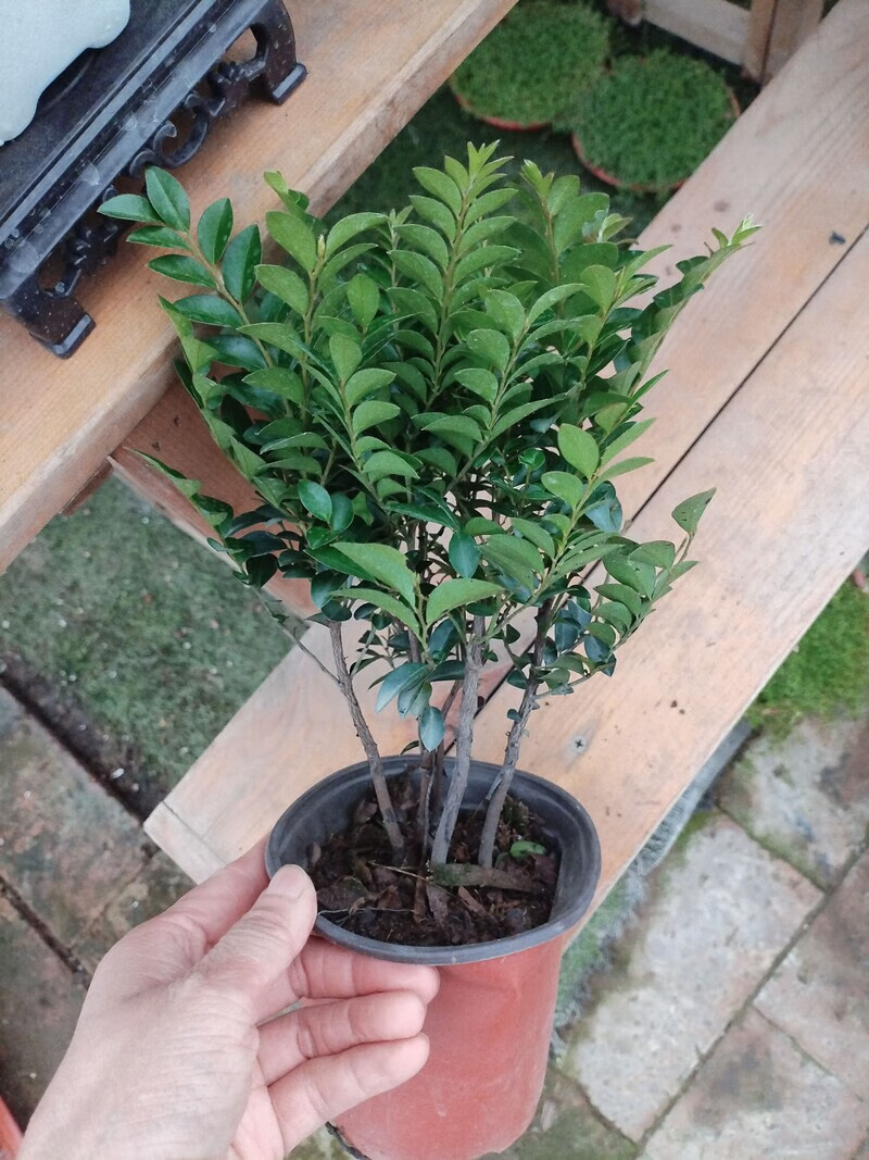 小叶紫檀黑骨茶盆景丛林小苗室内景观植物造景素材 原生苗紫檀*1盆 盆