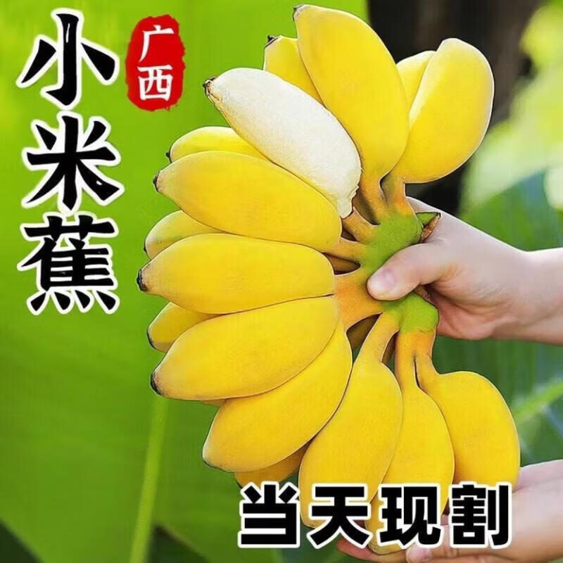 广西小米蕉 软糯酸甜皮薄肉厚小米蕉香蕉应季新鲜水果现摘现发 广西小米蕉  3斤