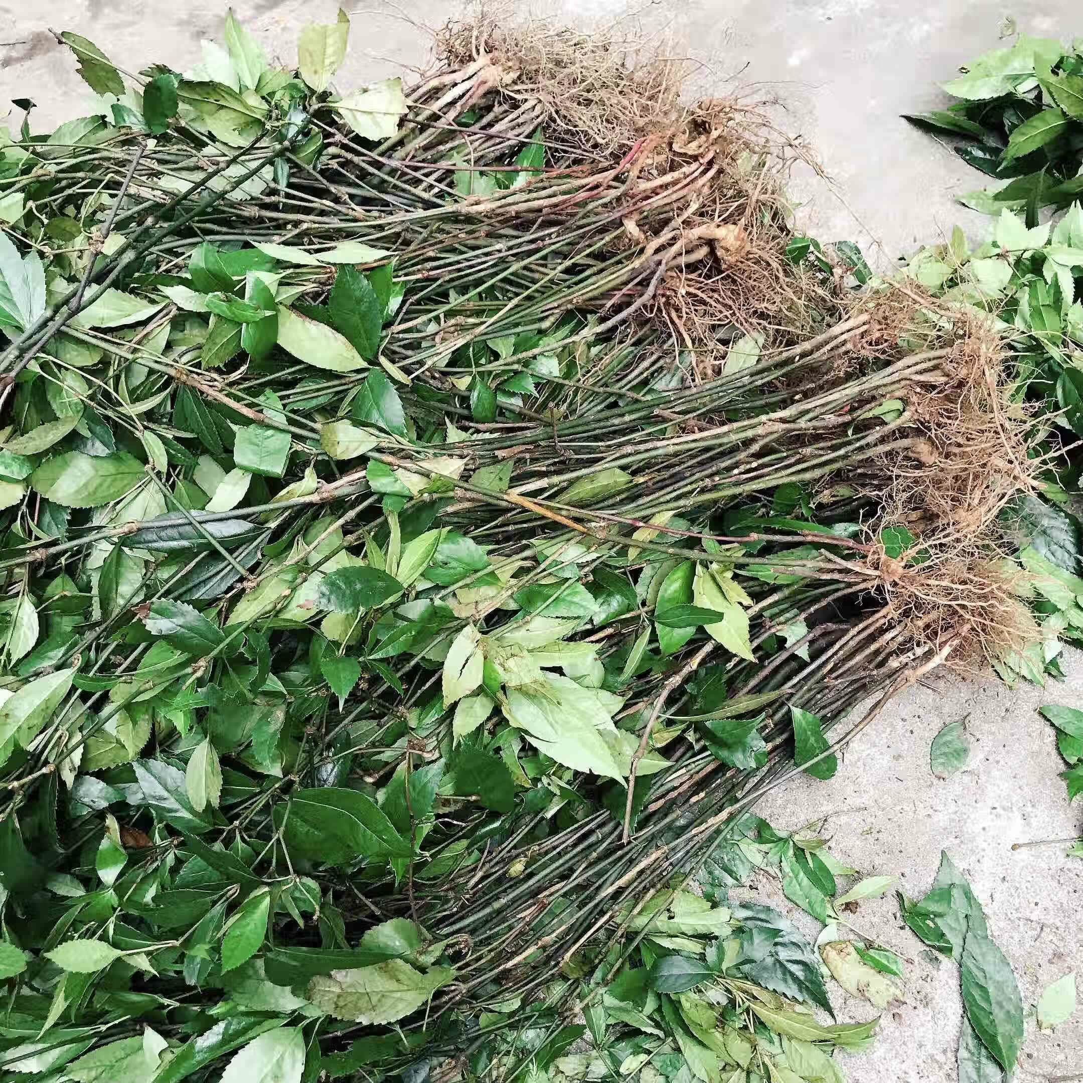 宜安堂福建客家九节茶中药材肿节风草珊瑚新鲜现挖九节连接骨连500克