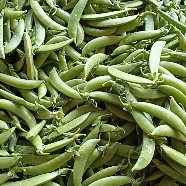 食用带壳云南农家新鲜自种种植青豆甜豆现摘豌豆荷兰豆豌豆荚蔬菜 2斤带箱重 带壳食用嫩甜豆