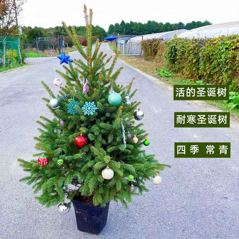 真的圣诞树盆栽真树活的挪威云杉真正的诺贝松真树松树圣诞节绿植 精品云杉圣诞树60-80高