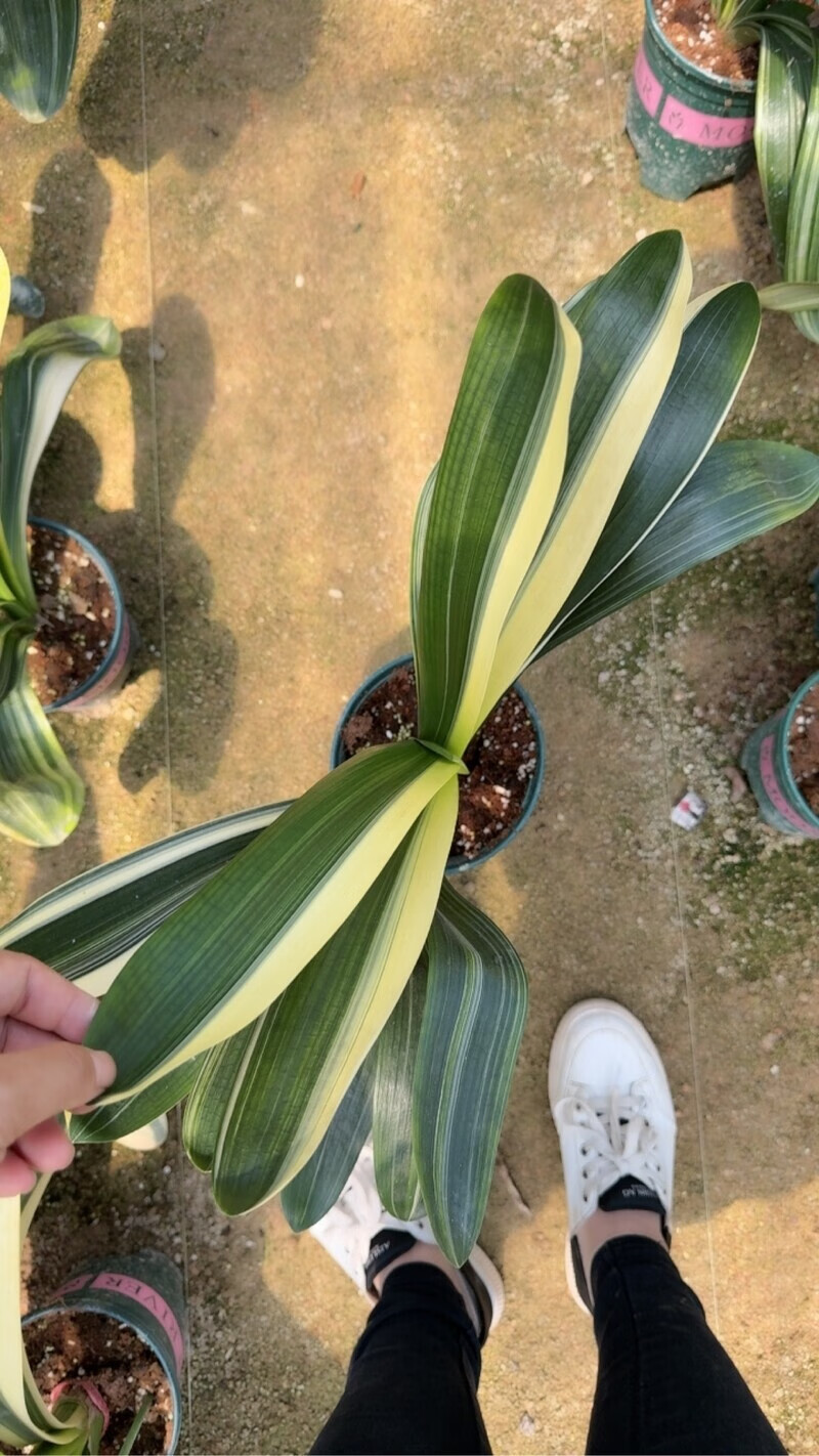 佛光兰鸳鸯兰覆轮兰室内花卉绿植观叶一物一拍 细叶覆轮彩兰君子兰 含