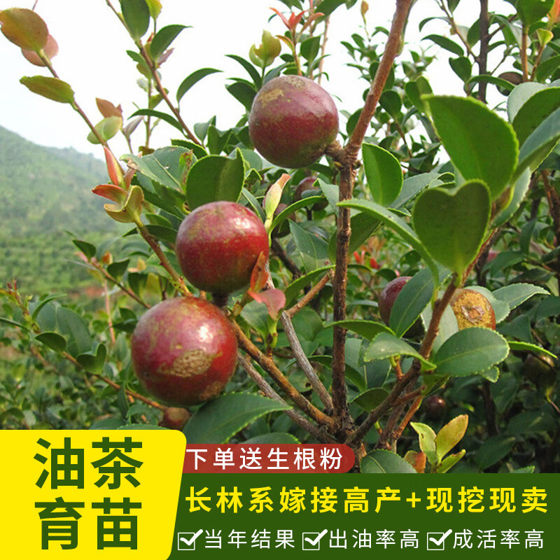 文静花坊  油茶树苗长林高产嫁接油茶苗油茶籽苗实生苗土杯苗山茶油苗