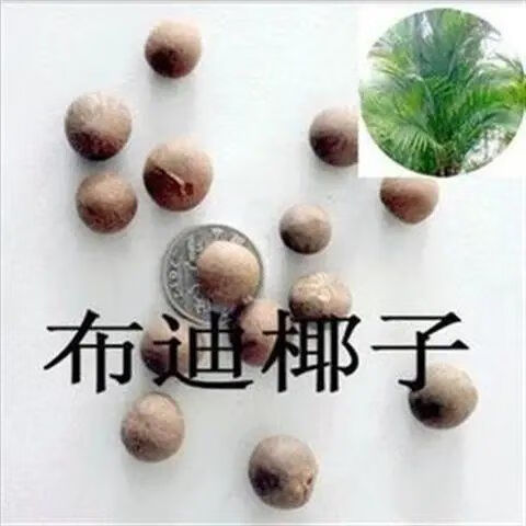 绿林花语新采布迪椰子种子 冻子椰子种子 布迪椰种子 热带园林绿化