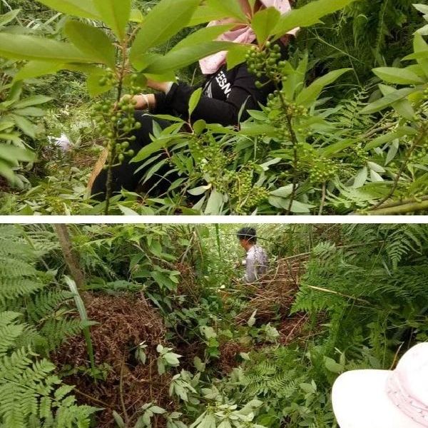 鸢嫣凌山苍子喷雾精油传统工艺纯植物提取30ml防蚊户外 3瓶 30ml