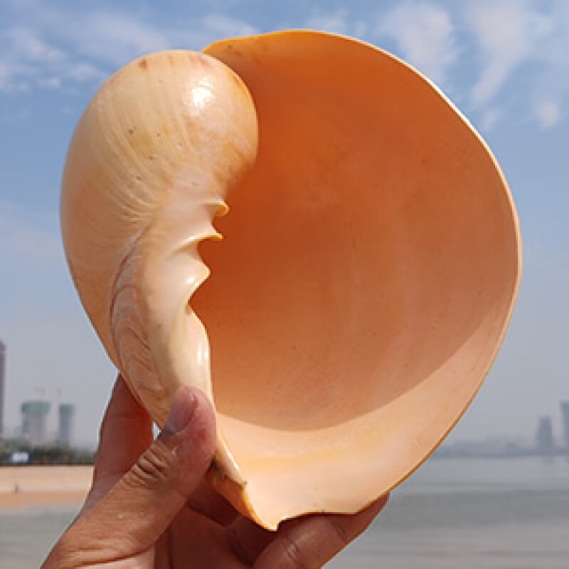 妙普乐青岛贝壳旅游纪念品贝壳海螺大号天然真海螺特大工艺品摆件海星