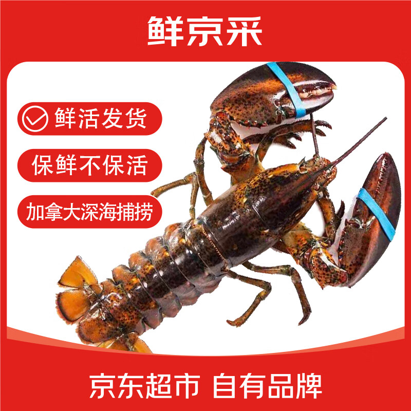 鲜京采 鲜活波士顿龙虾 净重450-550g/只 保鲜不保活 中秋海鲜 源头直发