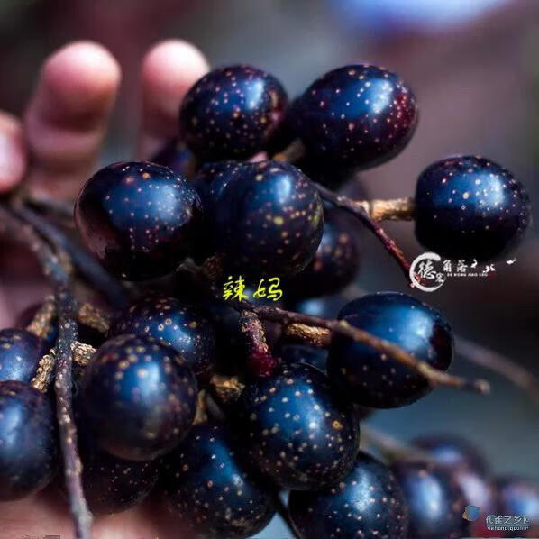 果益寿新鲜上市云南胭脂果 德宏特有野果山李子鬼眼睛果 入口酸甜1斤