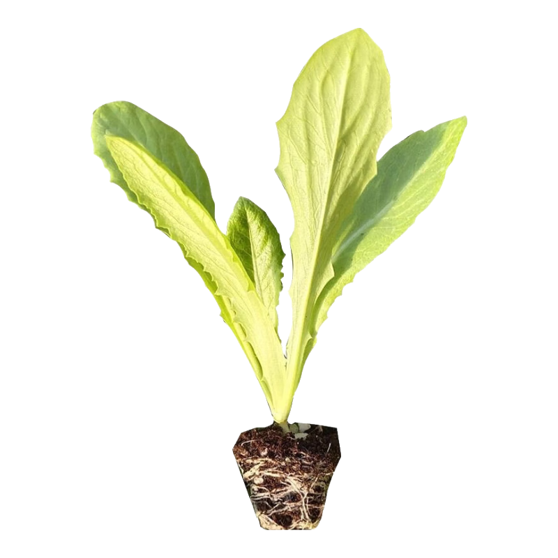 �߲���������С��ݫ�������ļ�ݫ���������������ﶬ������ݫ���� ��Ҷݫ������ 20���硾�����򷢻��� 13.9Ԫ