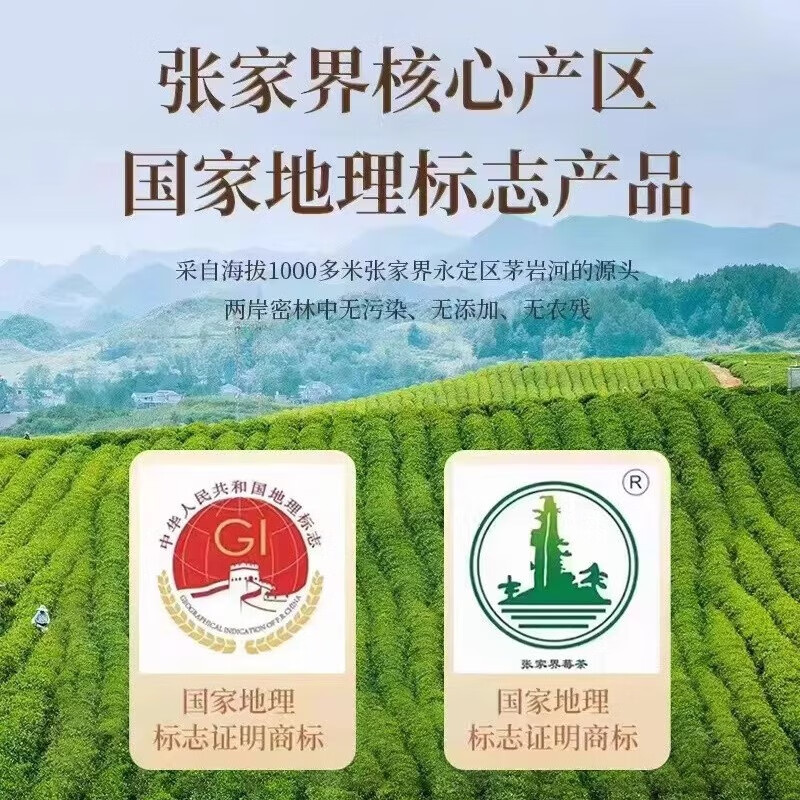 圣莓张家界特级莓茶龙须芽尖高山霉茶青安长寿藤莓茶张家界官方旗舰店 特级芽尖精选50克*1罐 银色1号