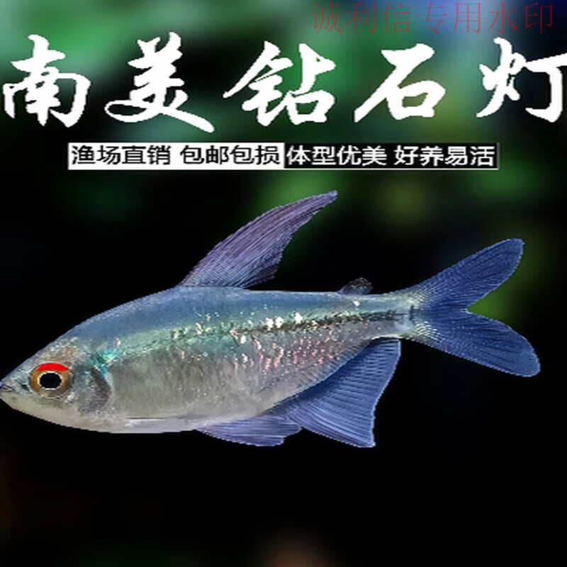 南美钻石灯鱼闪光直线脂鲤淡水热带鱼南美进口群游鳉鱼灯科鱼草缸 1.5cm南美钻石灯5条 未发色