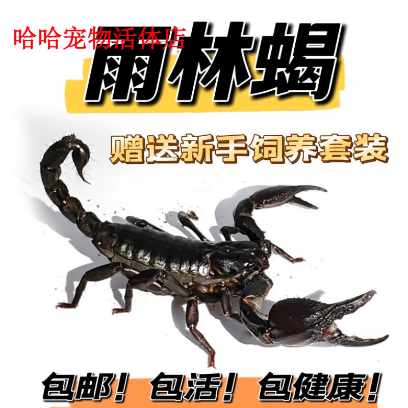 雨林蝎大黑蝎子温顺宠物蝎公母繁殖组包活爬宠异宠 雨林蝎苗2