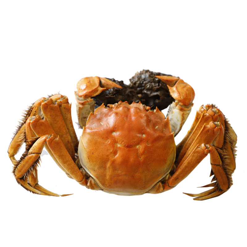 зʾ ʻբз ̽з ȫĸз8ֻ 1.9-2.2/ֻ ззз Դͷֱ16.1Ԫ/ֻ129Ԫ(ȯ)