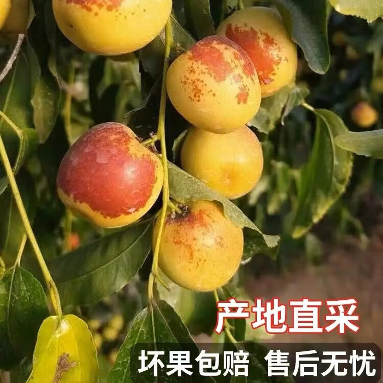 田园东方 ORIENT IDYLL山东沾化冬枣 新鲜应季水果 产地直发(JD快递) 3斤单果15g+普箱装