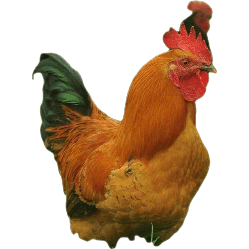 淼然阁半斤k9鸡苗九斤黄鸡小苗散养大红公鸡崽活体苗 拍6 2【1公7母】