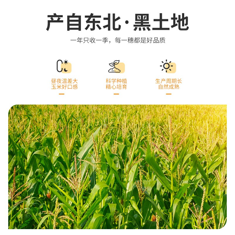 珍谷诱惑25年甜糯玉米 东北黄糯玉米 真空玉米棒杂粮 软糯鲜香 非转基因 小黄糯玉米12支 2.4kg
