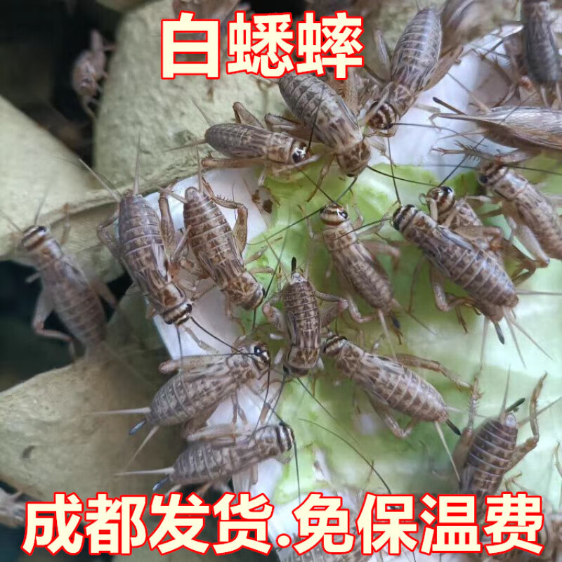 白蟋蟀活体虫油葫芦蛐蛐针头蟋蟀12cm压成体500g鸟宠活食料 到货需2