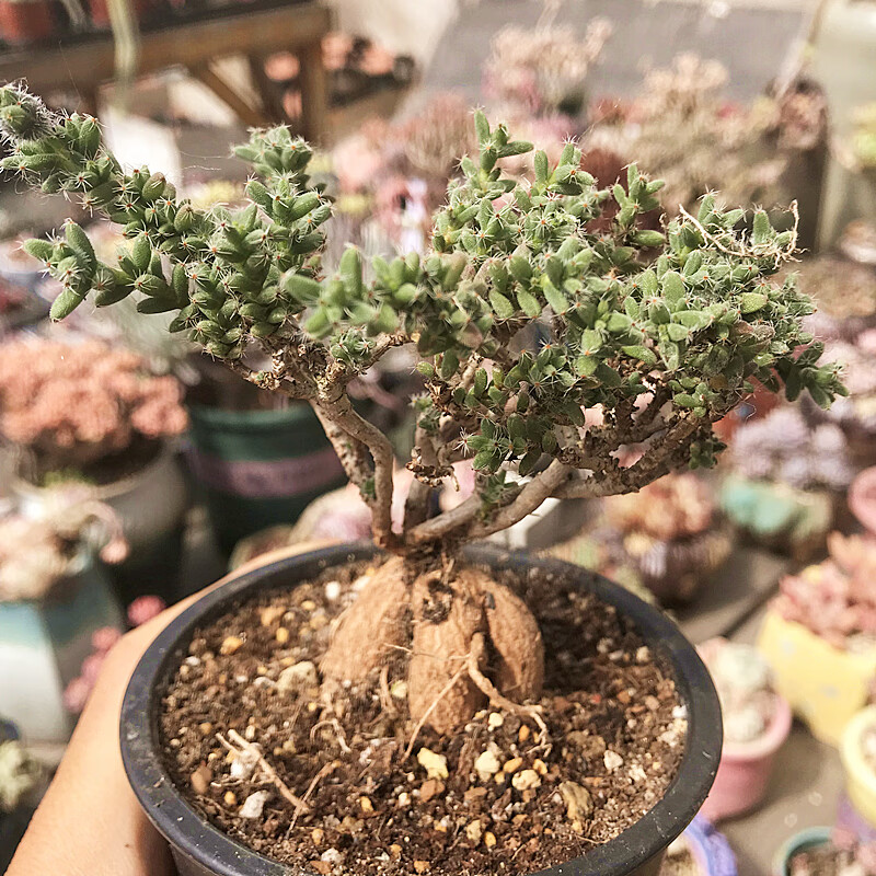 姬红小松老桩块根多肉植物肉肉植物室内阳台花卉陌上花 6年生老桩盆景