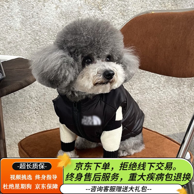 咯咪纯种灰色泰迪宠物狗活体灰泰迪狗活犬小型犬小泰迪幼犬贵宾犬 宠物级 S级怎么样,好用不?