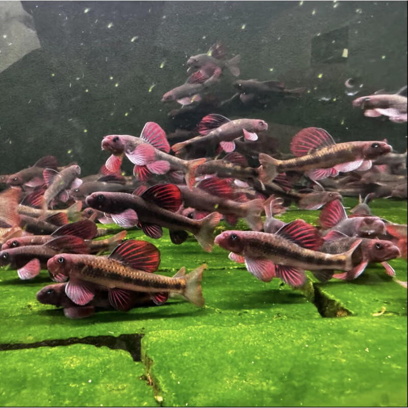 建德小鳔鮈 清洁鱼 冷水原生鱼淡水金苔鼠观赏鱼清道夫除藻工具鱼 压