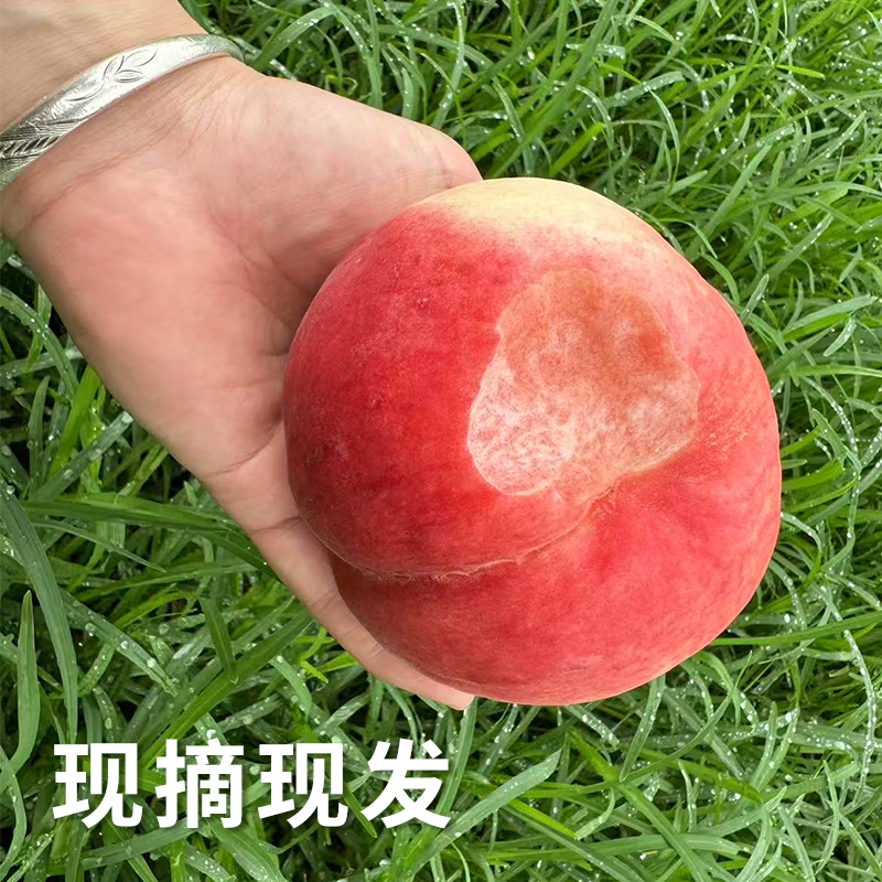 山东肥城正宗肥城刘台水蜜桃新鲜应季水果脆甜桃子整箱礼盒装发货 6只装丨单果6-7两【精品礼盒装】