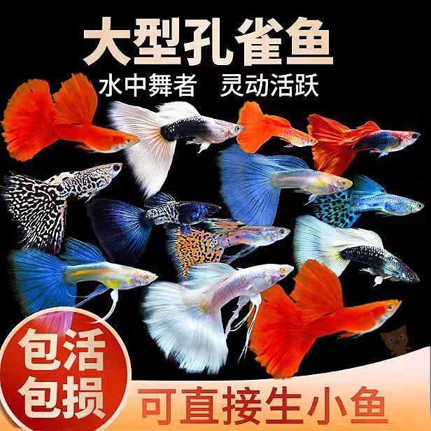 宠小侠热带纯种精品孔雀鱼观赏鱼热带鱼小型淡水鱼孕母好养耐活凤尾 【大号可繁殖】练手孔雀鱼6条（5+1备损）2-3cm