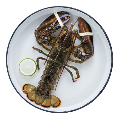 ʳвʿϺ ޴Ϻʻ䶳Ϻ 1-10 500-600g/ֻ