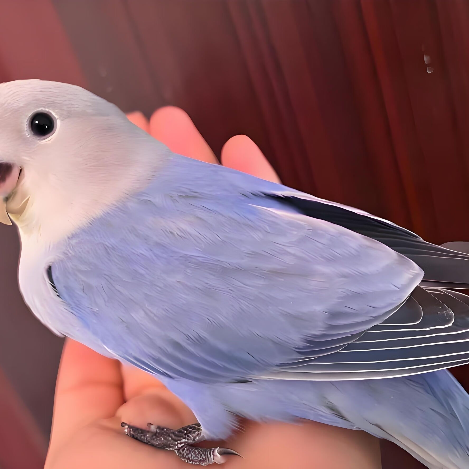 特色手养人牡丹鹦鹉,品种齐全,欢迎咨询活的牡丹雏现货萌宠 紫闪