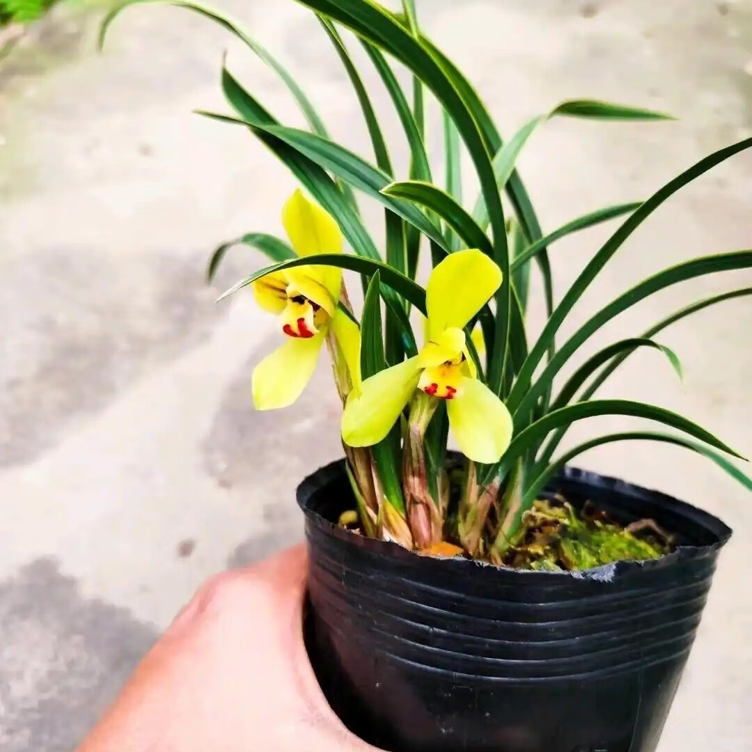 兰花 春兰 线艺 浓香 黄荷 绿植花卉盆栽 花期有带花苞 春兰 线艺黄荷 2壮苗连体