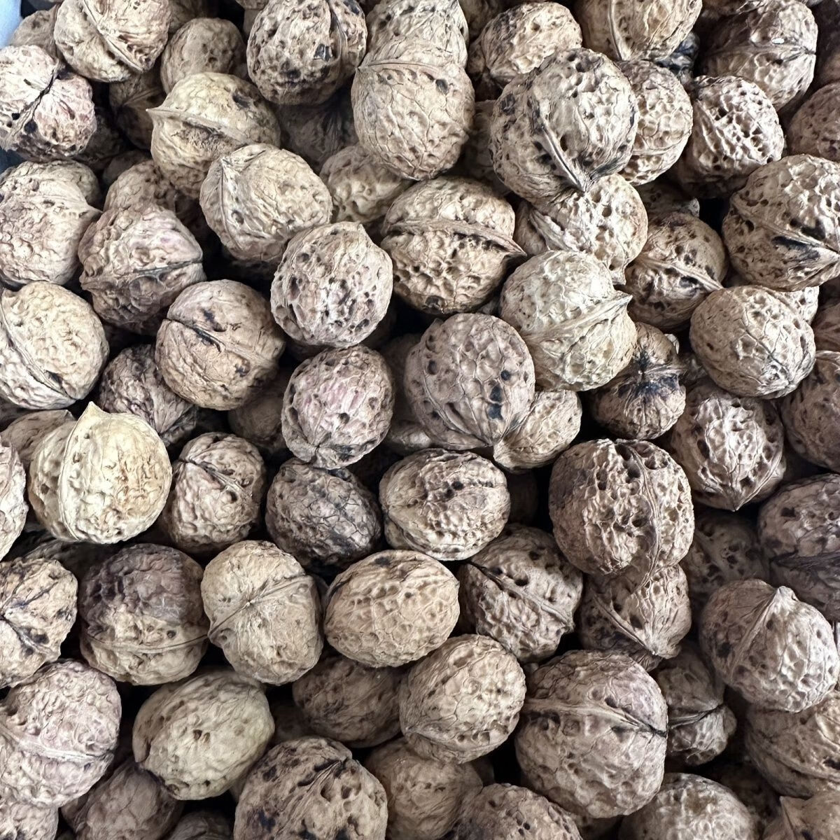 (干核桃)云南老树薄皮核桃(新货)原生态大果薄壳2025年新核桃 6个老树薄皮核桃-试吃