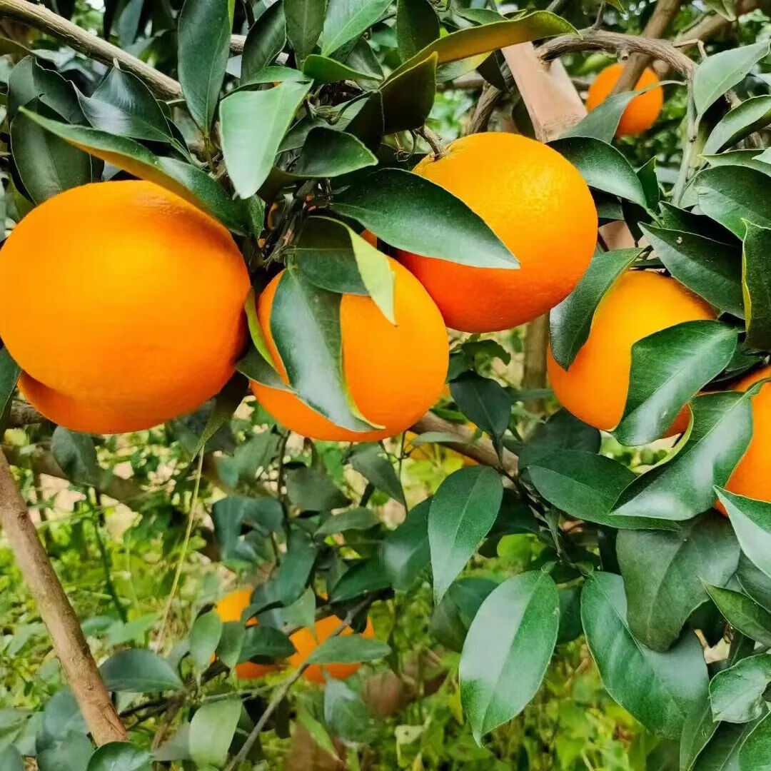 【旗舰店】鲜级佳 四川爱媛38号果冻橙礼盒装 净重8.5斤果径70-75mm