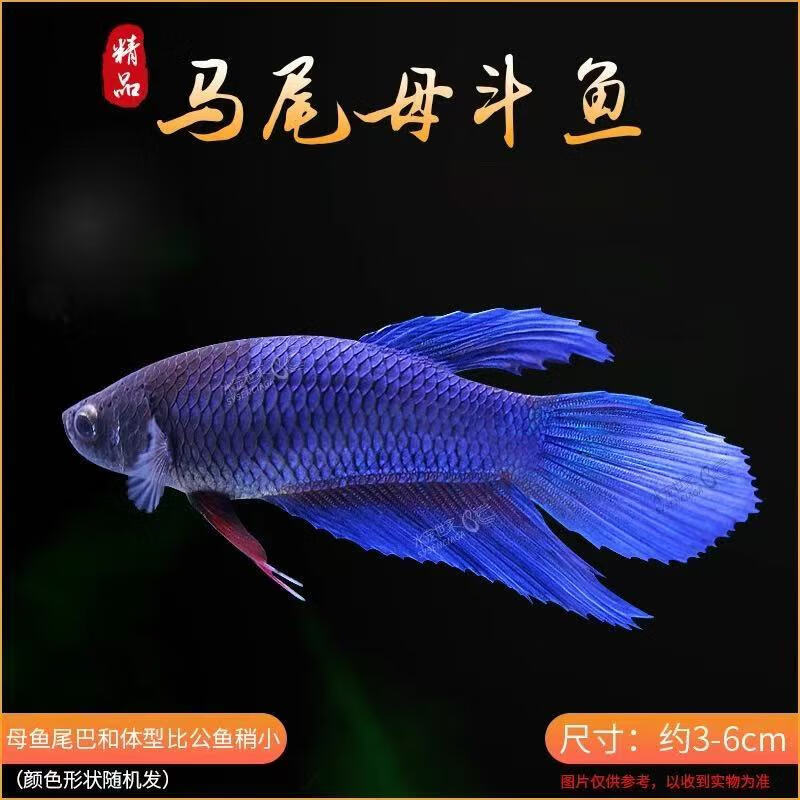 赛级泰国斗鱼粉白半月公网红仙女婚纱鱼观赏鱼将军马