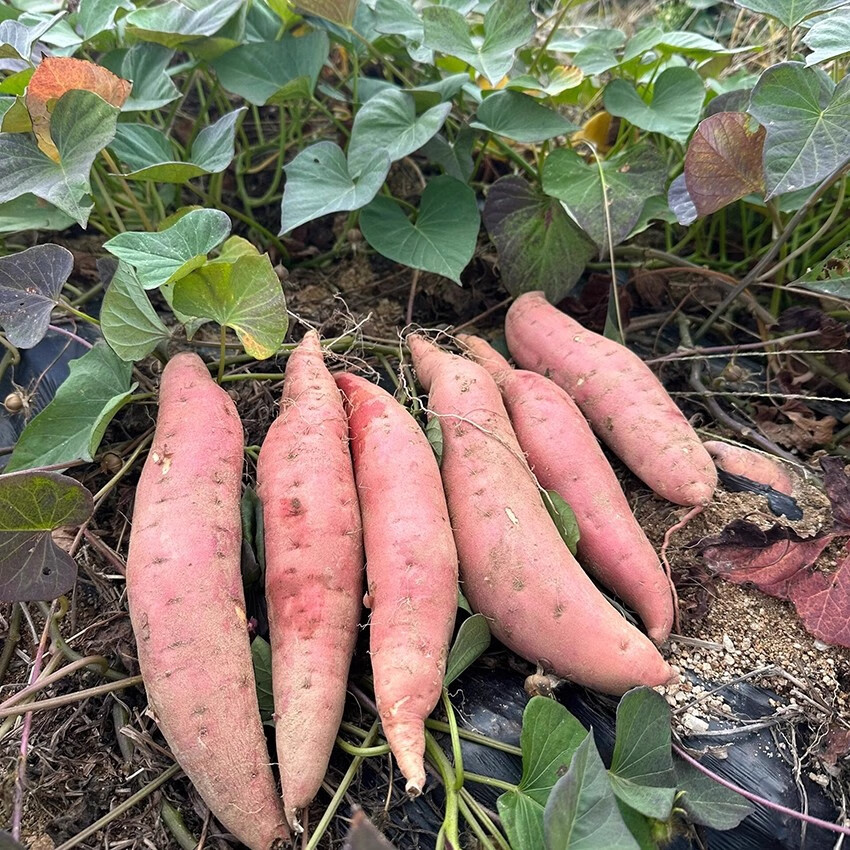 正宗烟薯25号蜜薯糖心红薯地瓜smzdm 烟薯25号5斤推荐