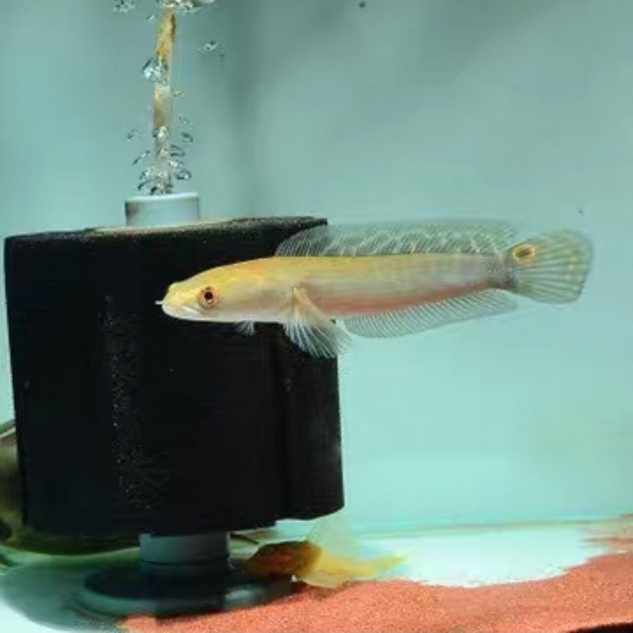 瀚幻大铅笔鱼活鱼加里曼丹多曼大型凶猛肉食鱼热带七彩海象观赏鱼魔神